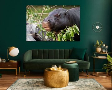 Schattige nijlpaard snuit close-up, ogen op een achtergrond van groen. Pygmee nijlpaard (Pygmy hippo
