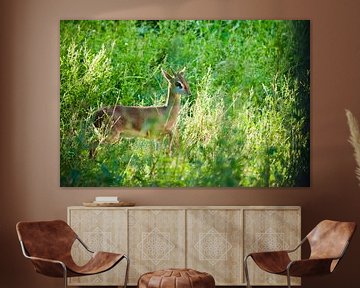 Trots en verlicht. Kirk's dijk-dik - is een kleine antilope afkomstig uit Oost-Afrika op een groene 