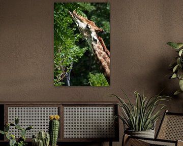Giraffe's nek close-up, het dier regaleert zichzelf met sappig groen bladerdek van een boom, felle k van Michael Semenov