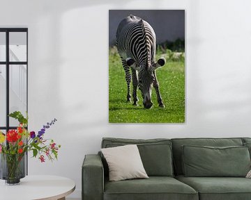 Een gestreepte zebra graast op felgroen gras, een vettig gestreept paard in close-up. van Michael Semenov