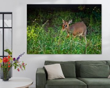 Kirk's Dik-Dik - ist eine kleine, in Ostafrika heimische Antilope auf grünem Hintergrund, im Licht d von Michael Semenov