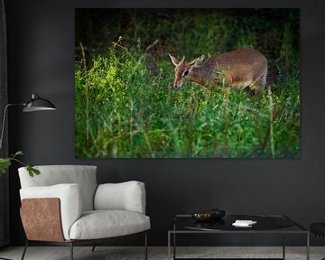 schatje onder de groenen. Kirk's dijk-dik - is een kleine antilope afkomstig uit Oost-Afrika op een 