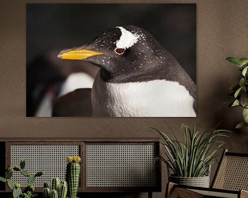 Pinguinkopf im Profil.süßer subantarktischer Pinguin, von der Sonne aus der Nähe beleuchtet, hellgel von Michael Semenov