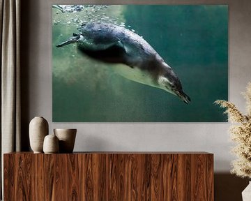Een slimme pinguïn zwemt in turquoise water met veel bubbels, een Antarctische vogel in de zee.