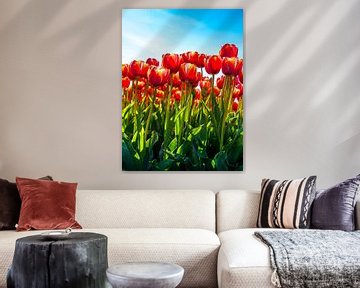 Close-up van rode tulpen tegen een blauwe lucht van Ruurd Dankloff