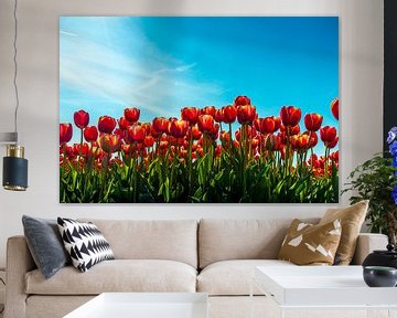 Close-up van rode tulpen tegen een blauwe lucht van Ruurd Dankloff
