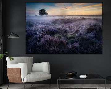 Purple heather with fog in Hilversum by Roy Poots