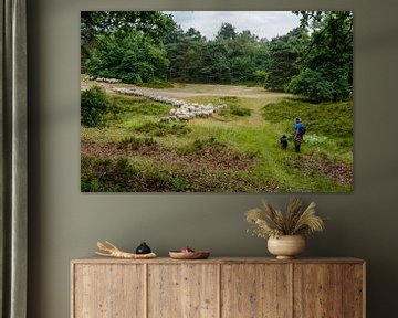 Schapen op de Willem Arntzhoeve Den Dolder van Mel Boas