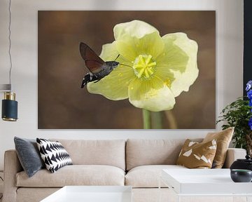 Kolibrievlinder van Babette van den Berg