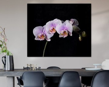 Roze orchideeën van Anouschka Hendriks