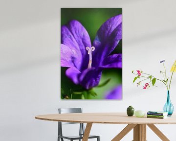Macrofoto van een paarse bloem