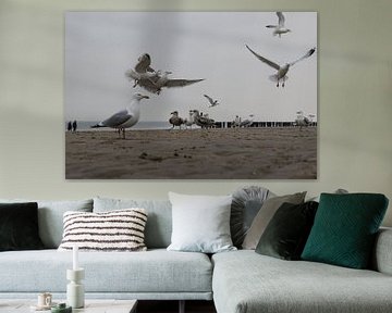 seagulls on the beach of domburg