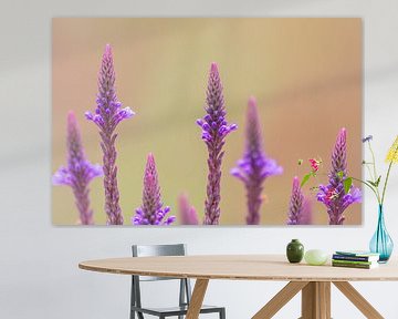 Droomachtige violette bloemen bloeien in het voorjaar en de zomer als een betoverend motief van Christian Feldhaar
