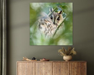 Long-eared owl by Karla Leeftink