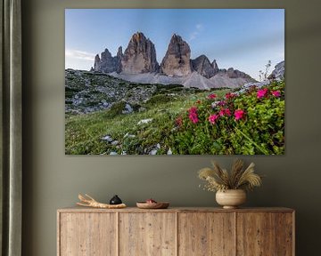 Mountain flowers before the Three Peaks by Denis Feiner