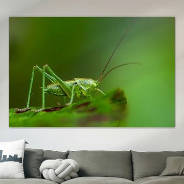 Groene sprinkhaan klaar om in het groene gras te springen in de tuin van uw huis