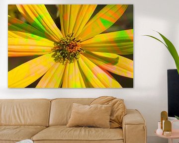 Zonnehoed, bloemen, abstract, (Rudbeckia fulgida)