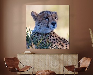 Mein Cheetah-Favorit von Linda van der Steen