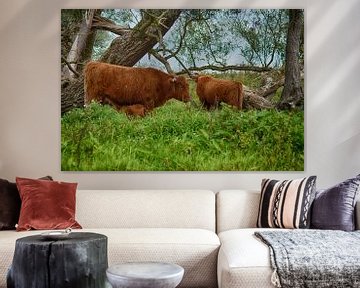 Schotse Hooglanders in de Biesbosch van FotoGraaG Hanneke