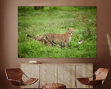 jonge cheeta die met moeder, Acinonyx jubatus, in Serengeti speelt. van Jürgen Ritterbach