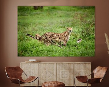 jeune guépard jouant avec sa mère, Acinonyx jubatus, dans le Serengeti sur Jürgen Ritterbach