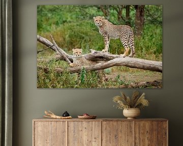 twee jonge cheeta's, Acinonyx jubatus, in Serengeti