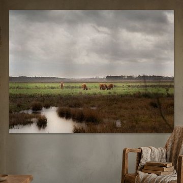 Drents landschap met Schotse Hooglanders