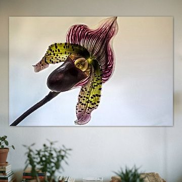 flower by Stefan Havadi-Nagy