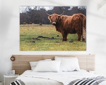 Kudde Schotse Hooglanders met op de voorgrond imposante koe van Maarten Oerlemans