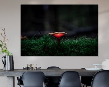 Lichtgevende paddenstoel van Durk-jan Veenstra