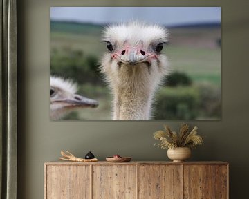 Ostrich by Christel Smits
