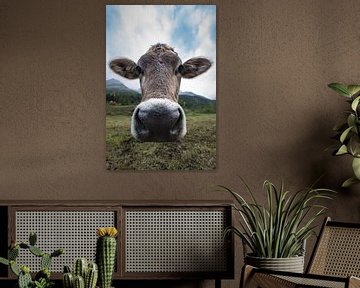 Portrait d'une vache suisse.