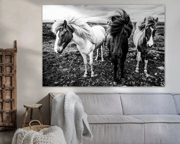 Icelandic Horses by Daniela Beyer