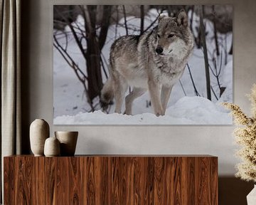 A powerful wolf stands proudly and looks forward (full face) on the snow in winter. by Michael Semenov