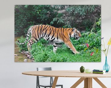 Un beau tigre rouge vif se promène dans des fourrés d'herbe vert vif (jungle), un puissant profil de sur Michael Semenov