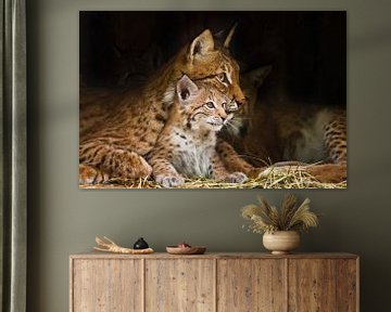 lynx moeder (grote kat) speelt met een schattig klein lynx poesje, vriendelijk en lief. van Michael Semenov