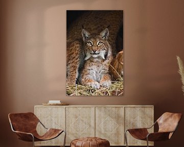 Een mooie lynx (grote kat) met mooie ogen en expressieve ogen rust op het gedroogde gras, een donker