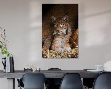 Een mooie lynx (grote kat) met mooie ogen en expressieve ogen rust op het gedroogde gras, een donker