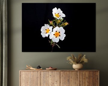Gum rockrose - Cistus ladanifer - in the fields of Alentejo in spring in Portugal