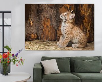 the vigorous little lynx kitten looks boldly and prepares to jump. by Michael Semenov