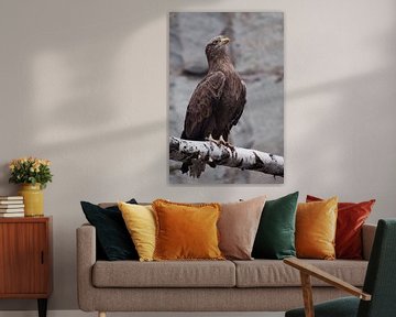 De adelaar-gouden adelaar zit op een boomstam; het is een slanke roofvogel met een gele snavel en ee van Michael Semenov