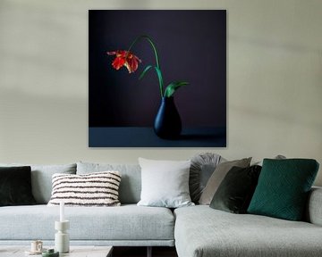 French tulip by Matty Maas