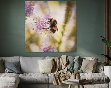 Bumblebee looking for nectar