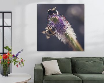 Bumblebees looking for nectar by Karens Fotografie