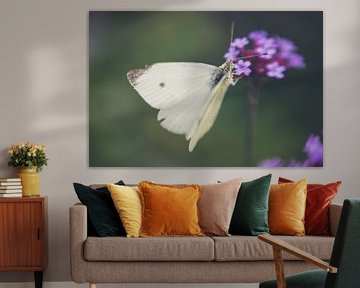 butterfly seeks nectar