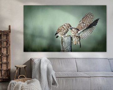 Tender Kiss of Little Owls: Blissful Moment