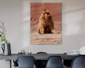Berber monkey : Ouwehands Dierenpark by Loek Lobel