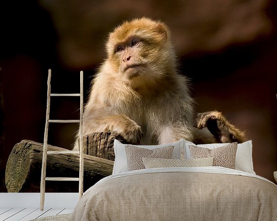 Aperçu de la chambre