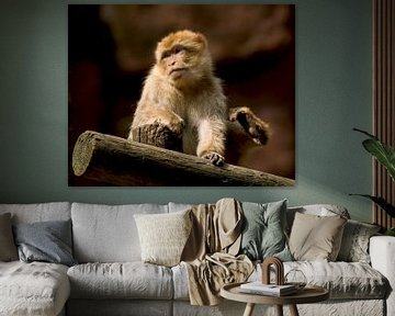 Berber monkey : Ouwehands Dierenpark by Loek Lobel