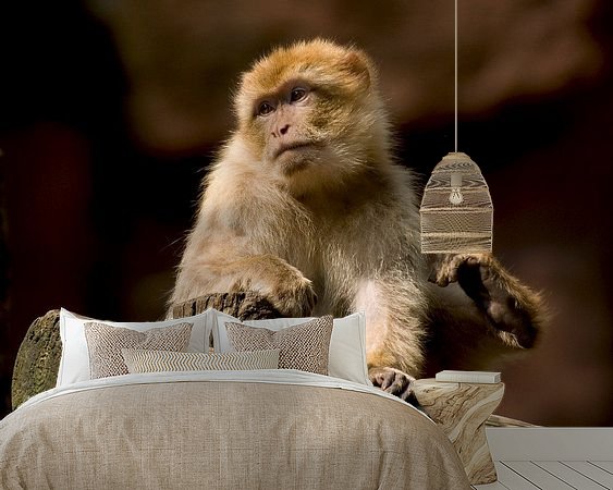 Aperçu de la chambre